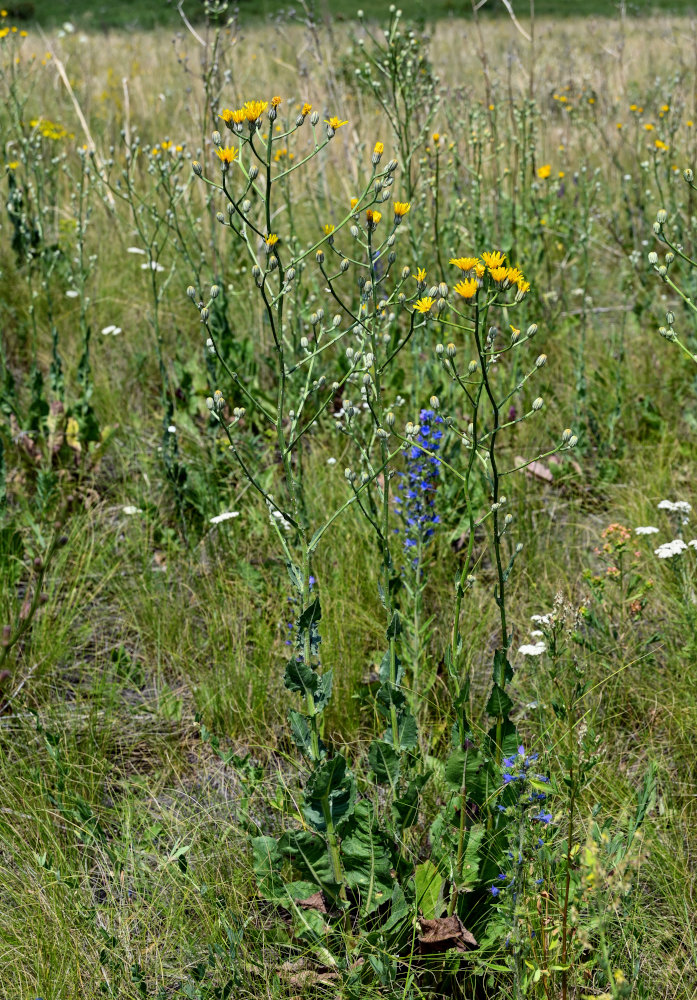 Изображение особи Crepis pannonica.