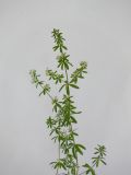 genus Galium. Верхушка цветущего растения. Республика Молдова, пригород Кишинёва. 13 июля 2010 г.