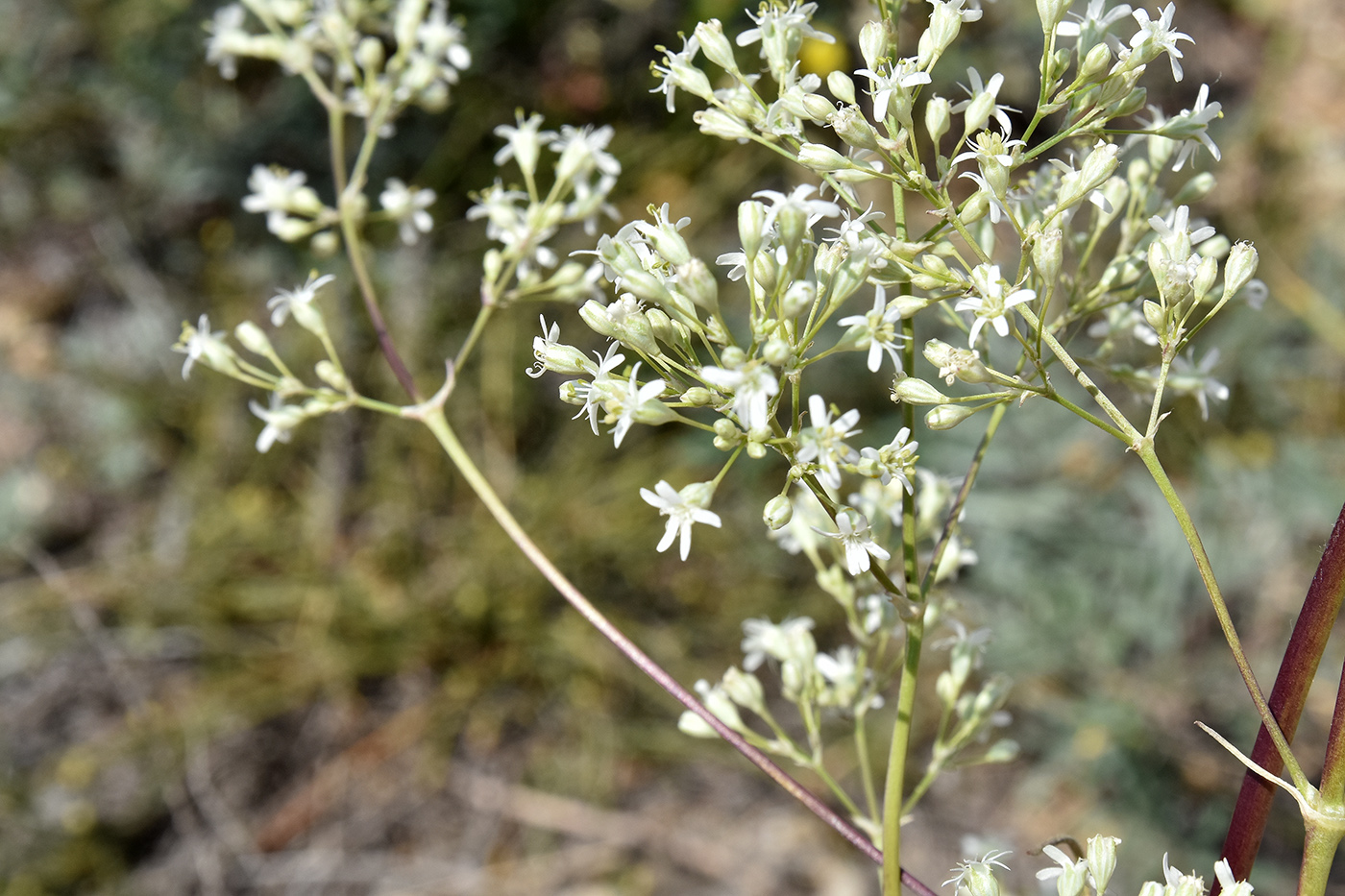 Image of Silene wolgensis specimen.