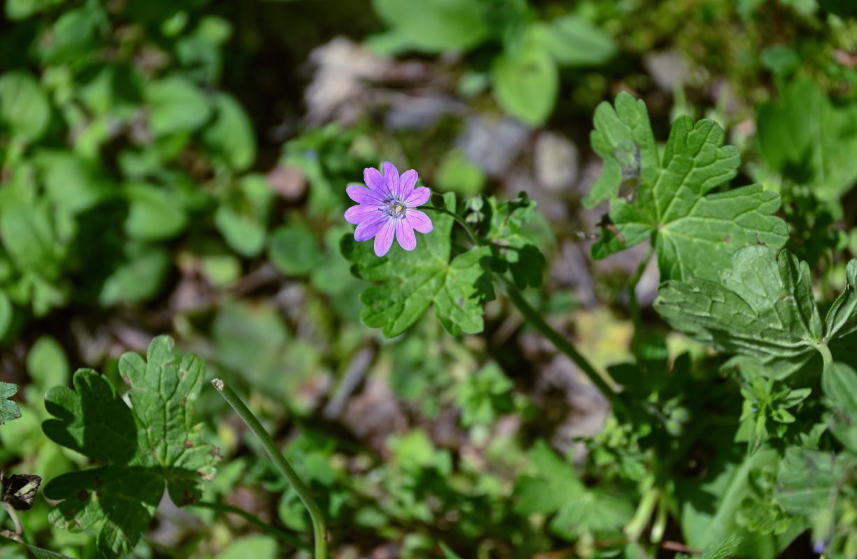 Изображение особи Geranium pyrenaicum.