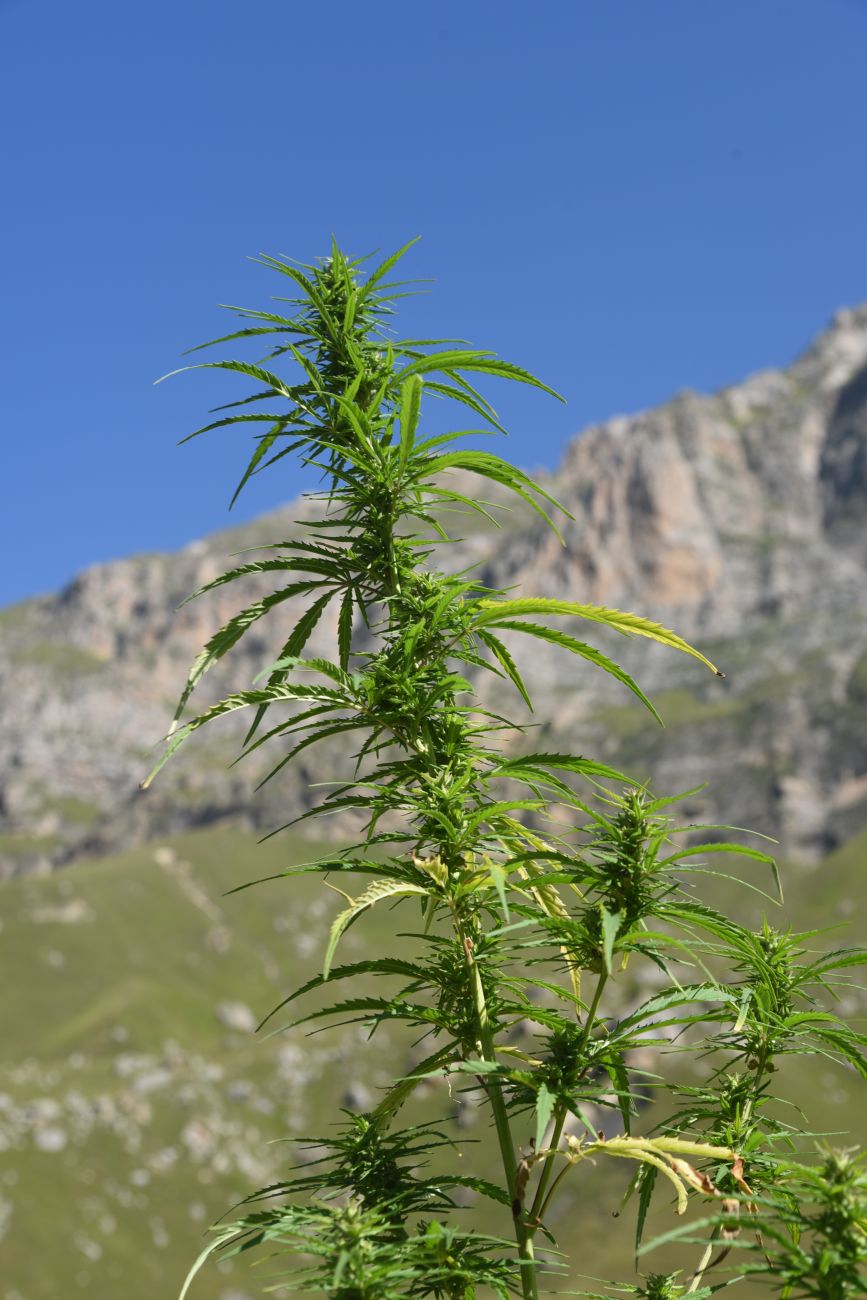 Image of genus Cannabis specimen.