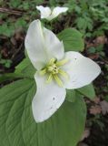 Trillium sulcatum. Цветок (белоцветковая форма). Московская обл., Щёлковский р-н, в культуре. 23.05.2024.