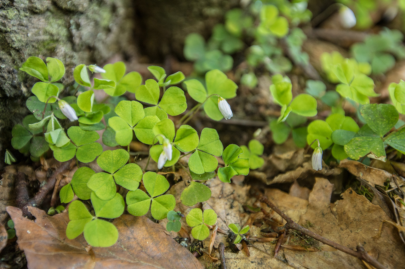 Изображение особи Oxalis acetosella.