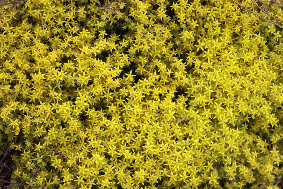 Image of Sedum acre specimen.