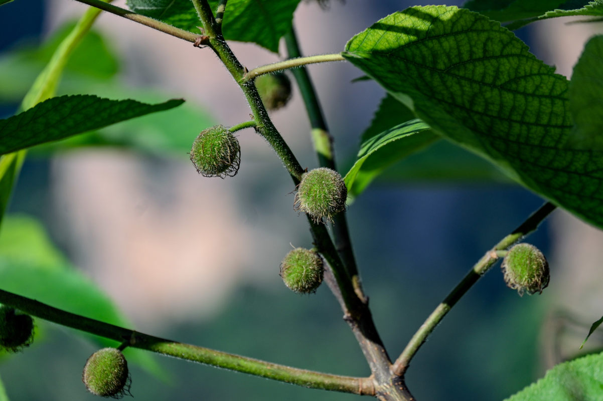 Image of Broussonetia papyrifera specimen.