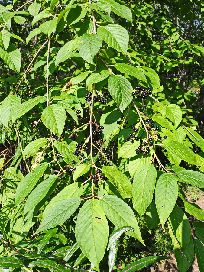 Image of Padus maackii specimen.