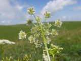 Anthriscus cerefolium. Верхушка побега с соцветием (вид со стороны обёртки). Карачаево-Черкесия, Зеленчукский р-н, гора Джисса, ≈ 1500 м н.у.м., субальпийский луг. 14.06.2024.