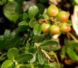 Vaccinium vitis-idaea. Плодоносящая веточка с незрелыми плодами и погрызенными листьями. Карелия, окр. г. Петрозаводск, ур. Чёртов Стул, поляна в сосновом лесу с выходом скальных пород. Июль 2024 г.