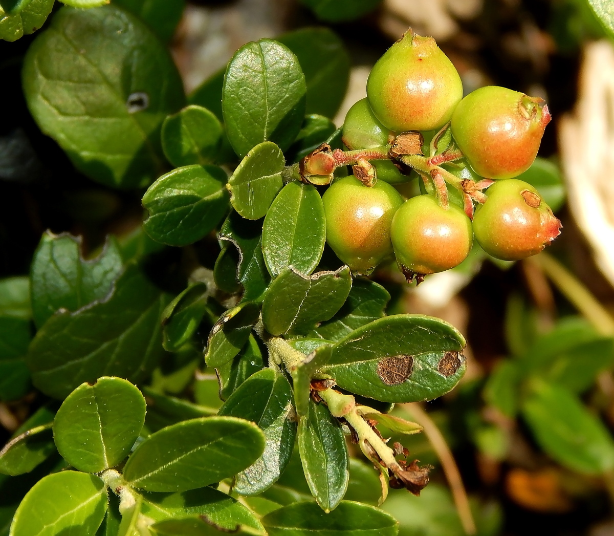 Image of Vaccinium vitis-idaea specimen.