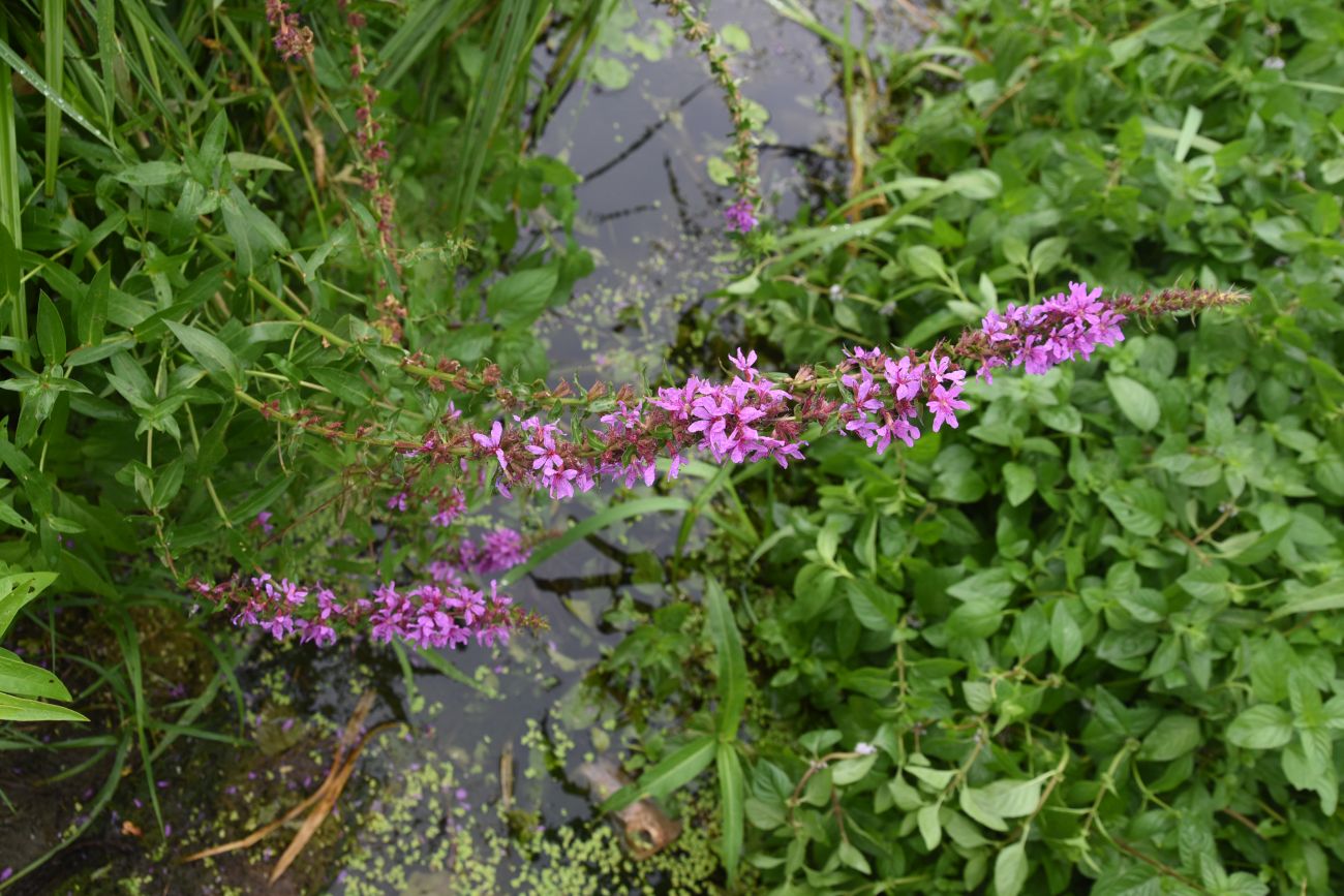 Изображение особи Lythrum salicaria.