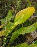 Senecio schwetzowii. Листья с повреждениями, принимающие осеннюю окраску. Самарская обл., Камышлинский р-н, 1171-й километр трассы М-5 Урал, берег р. Телегас, луг. 8 сентября 2023 г.