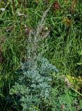 Artemisia absinthium