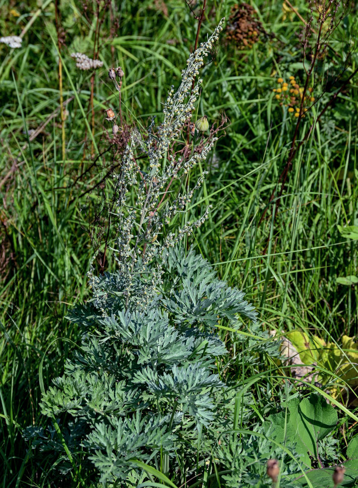 Image of Artemisia absinthium specimen.