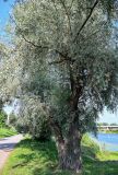 Salix alba. Ствол и часть кроны взрослого дерева. Ярославская обл., г. Ярославль, устье р. Которосль, берег реки. 02.07.2024.