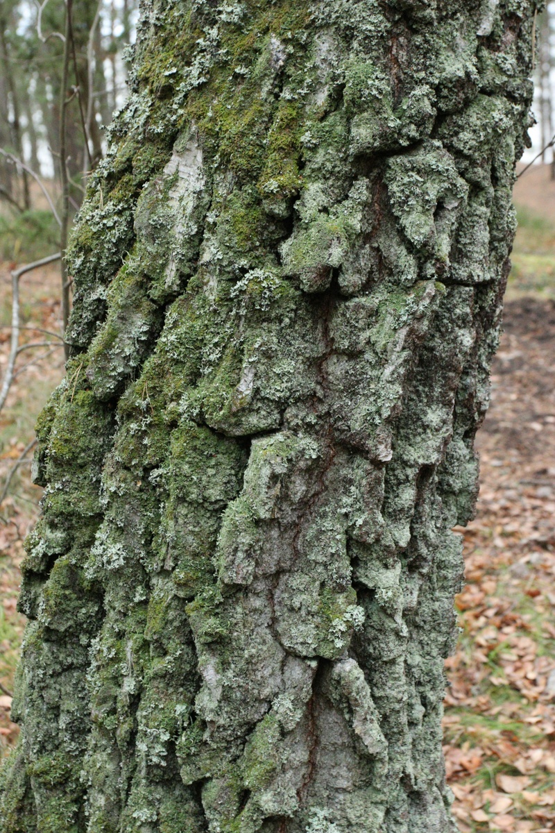 Image of Betula pendula specimen.