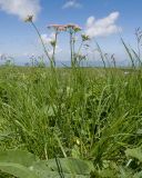 Pimpinella rhodantha