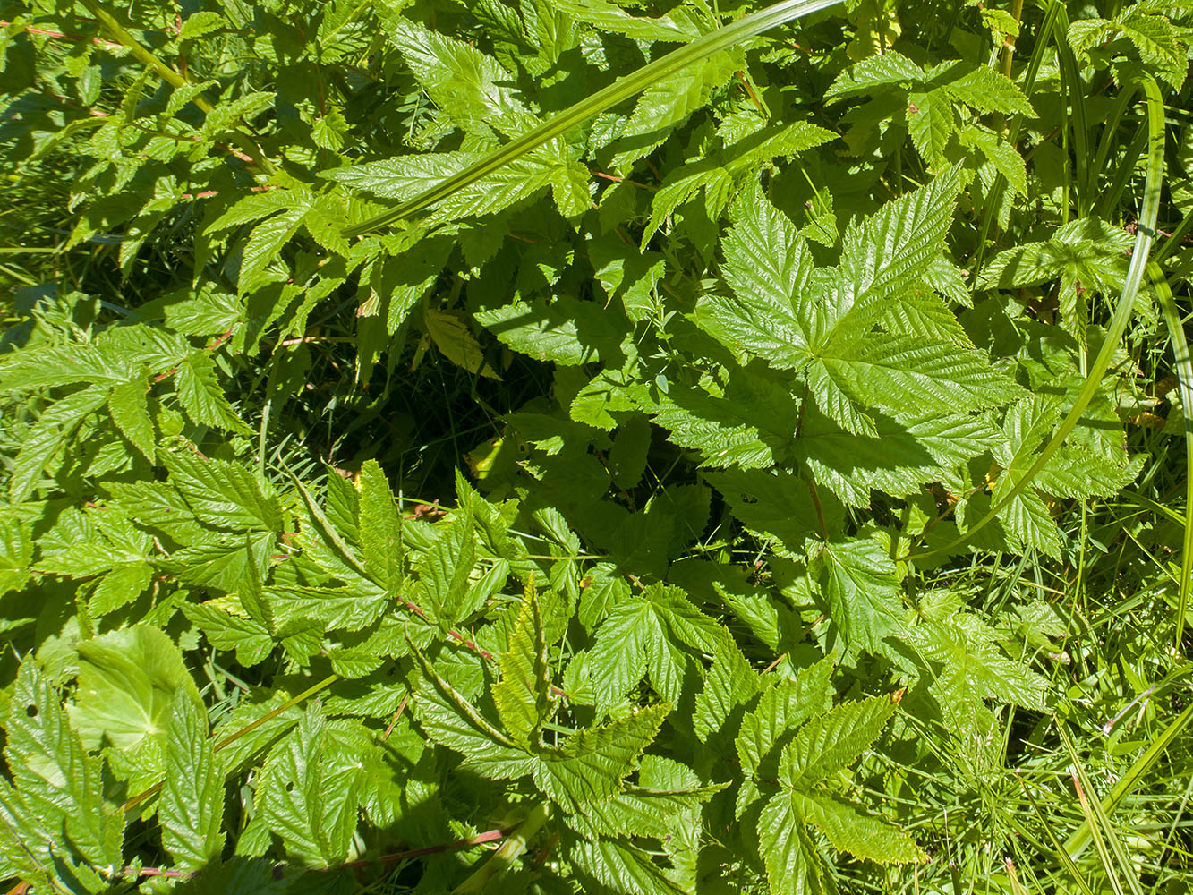 Изображение особи Filipendula ulmaria.