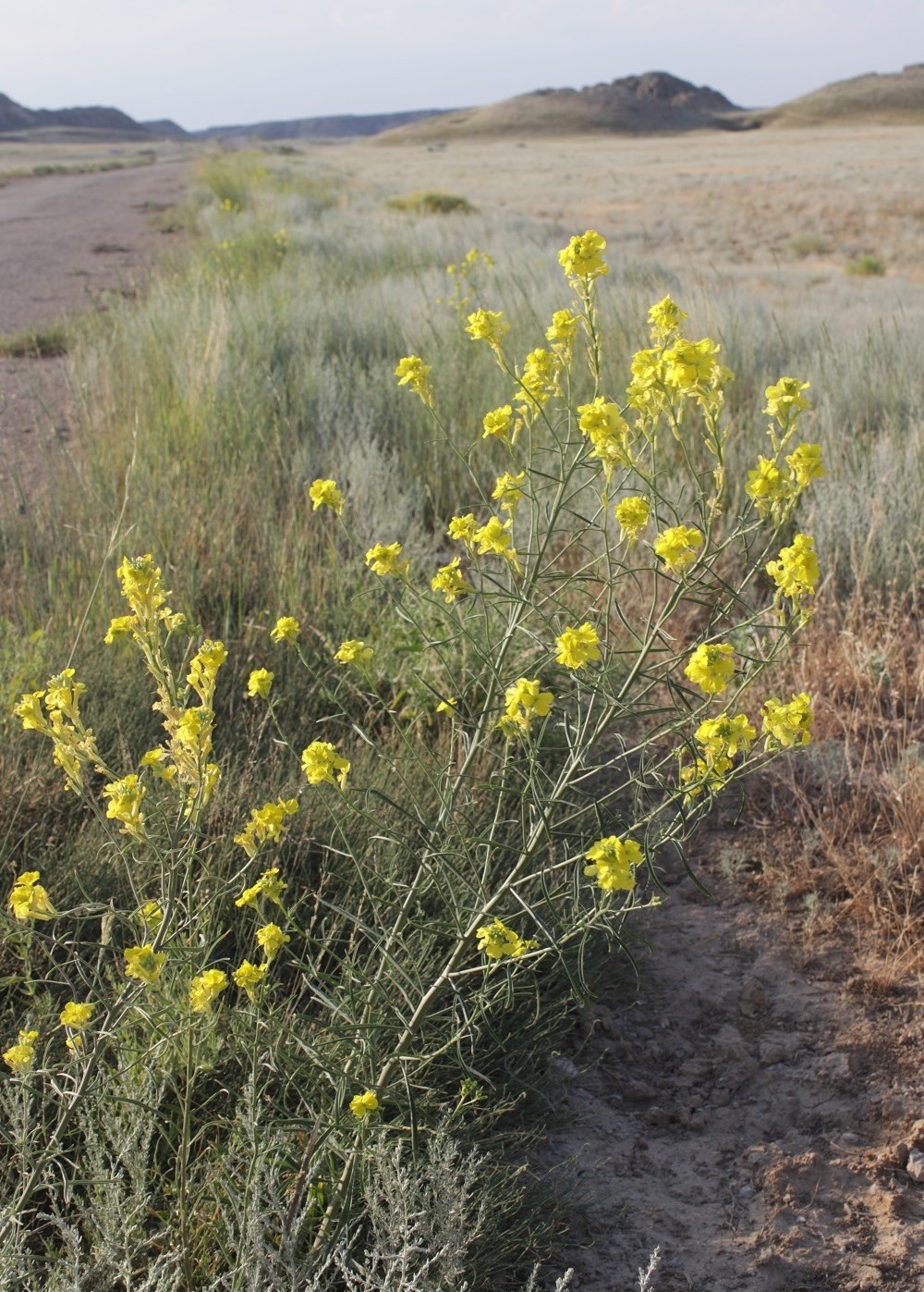 Image of Syrenia montana specimen.