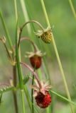 Fragaria vesca