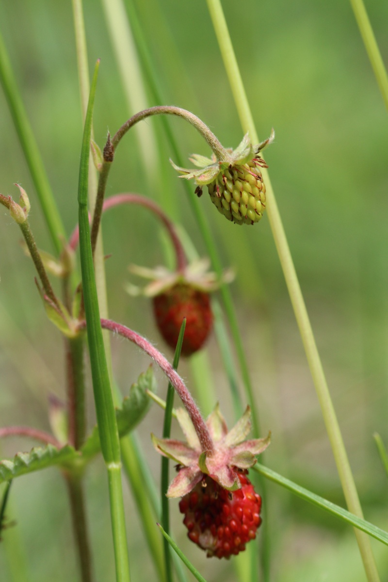 Image of Fragaria vesca specimen.