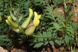 Astragalus xanthomeloides. Верхушка побега с соцветием. Узбекистан, Ташкентская обл., южный склон Чаткальского хребта, басс. р. Ахангаран, окр. г. Янгиабад, правый глинистый склон р. Каттасай. 08.05.2024.