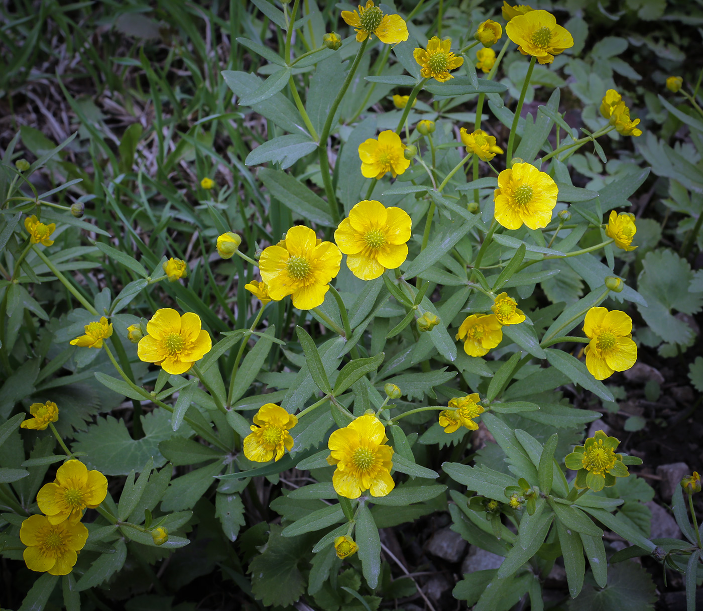 Изображение особи Ranunculus cassubicus.