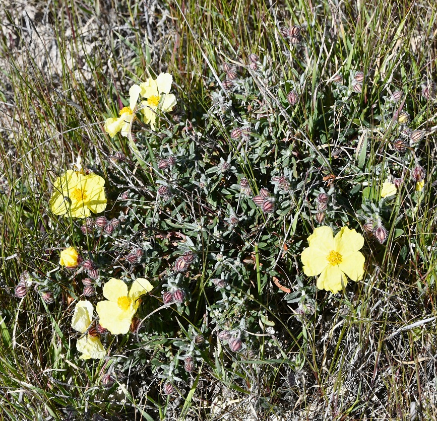 Изображение особи Helianthemum obtusifolium.