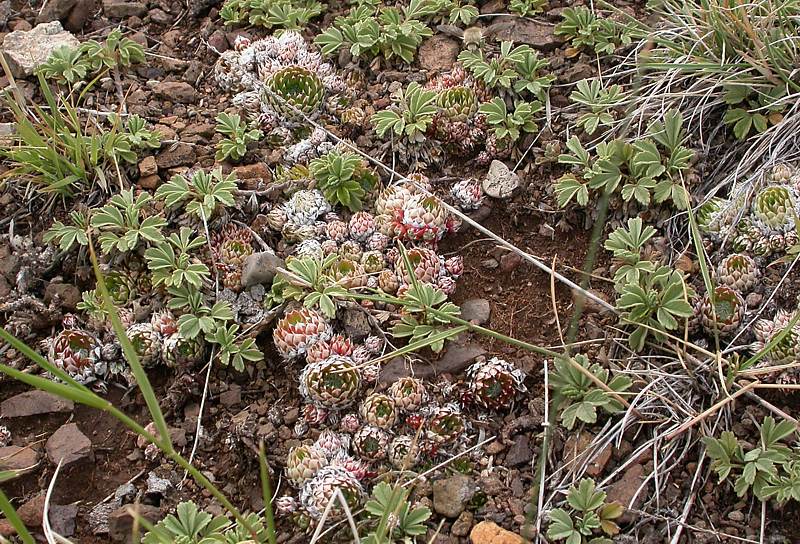 Изображение особи Orostachys spinosa.