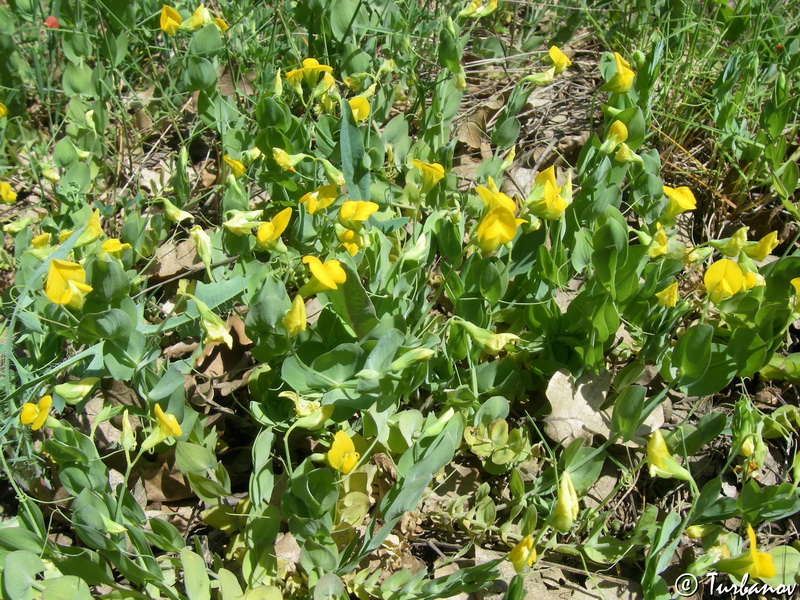 Изображение особи Lathyrus aphaca.