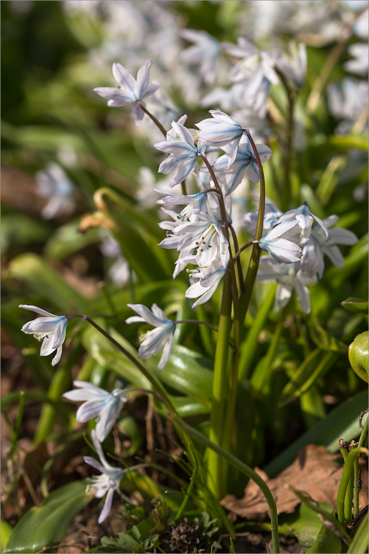 Image of Scilla mischtschenkoana specimen.