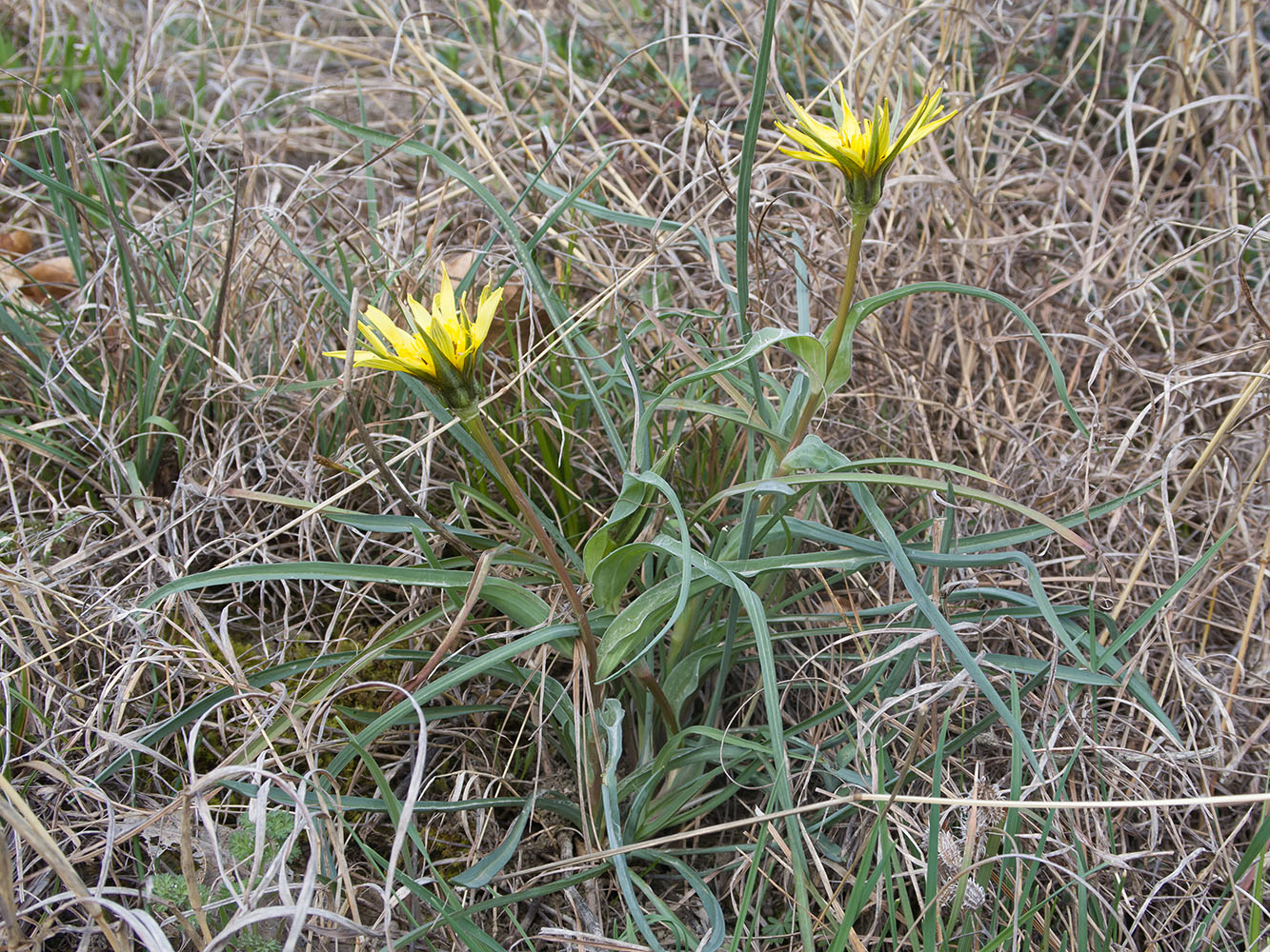 Image of Tragopogon brevirostris specimen.