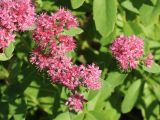 Hylotelephium triphyllum. Цветки и бутоны. Беларусь, г. Витебск, дол. р. Западная Двина выше устья р. Витьба, склон долины, травяной лес с участием Populus и деревьев широколиственных пород. 25.08.2024.