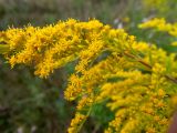 Смотреть изображение Solidago canadensis