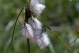 View full-size image Eriophorum angustifolium