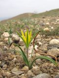 Gagea taurica. Цветущее растение. ЮВ Крым, мыс Меганом. 4 апреля 2011 г.