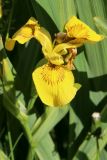 Смотреть изображение Iris pseudacorus