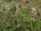 Vicia lathyroides. Цветущие растения. Южный Берег Крыма, гора Аю-Даг. 19 апреля 2011 г.