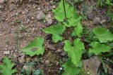 View full-size image Valeriana alliariifolia