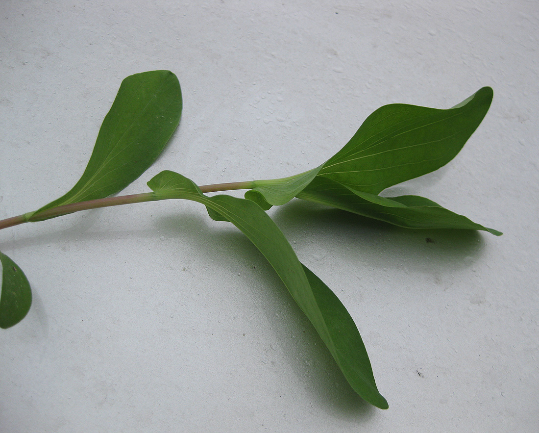 Image of Bupleurum rotundifolium specimen.