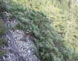 Juniperus sabina. Плодоносящее растение на крутом, сильно щебнистом склоне г. Черепан. Алтай, окр. пос. Манжерок. 26.08.2009.