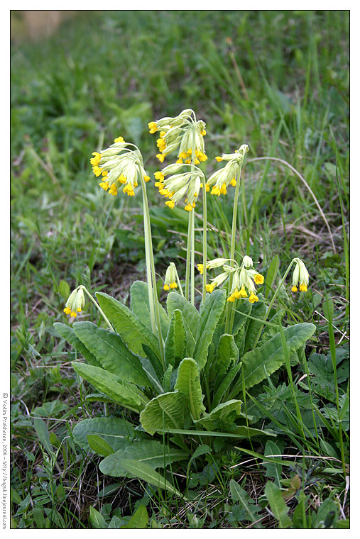 Image of Primula veris specimen.