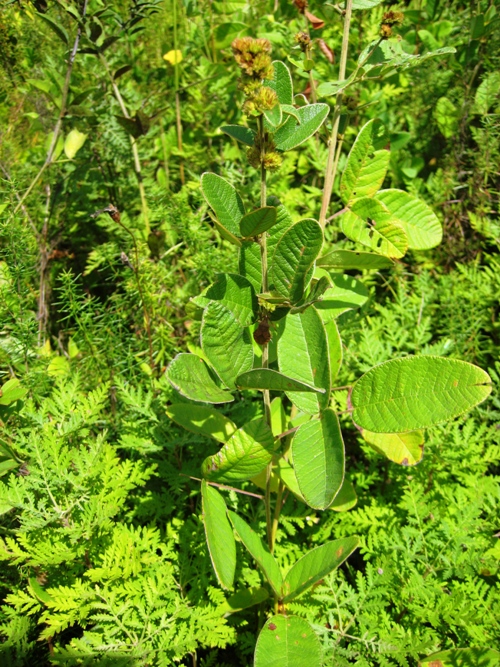 Image of Lespedeza tomentosa specimen.