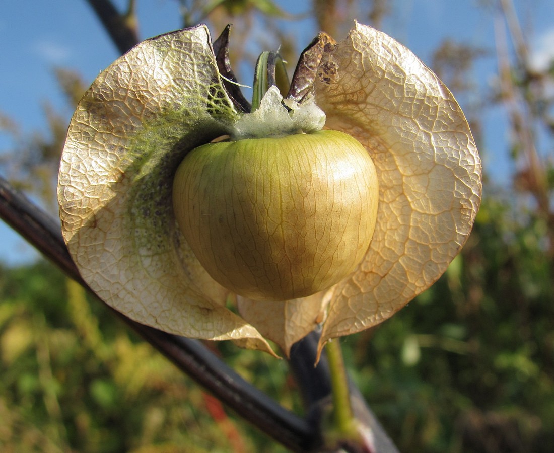 Image of Nicandra physalodes specimen.