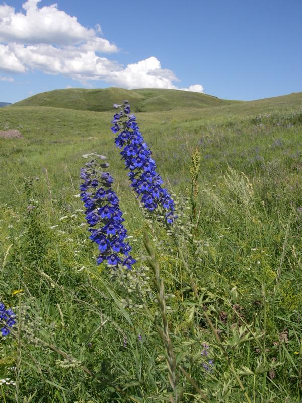 Изображение особи Delphinium cyananthum.