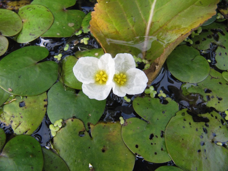 Изображение особи Hydrocharis morsus-ranae.