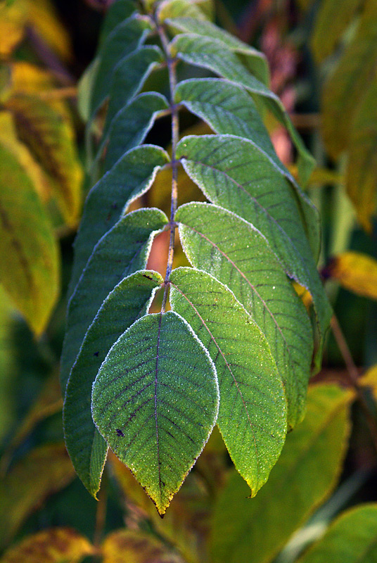 Изображение особи Juglans mandshurica.