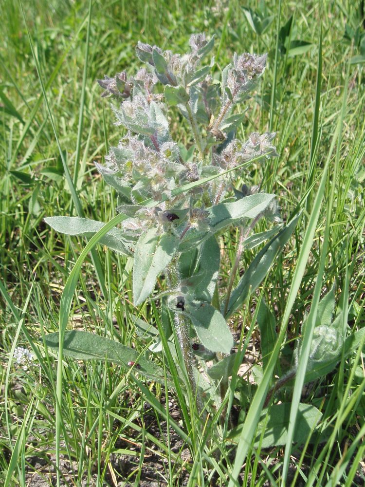 Image of Nonea rossica specimen.