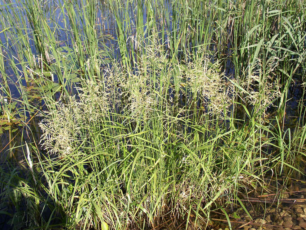 Image of Scolochloa festucacea specimen.