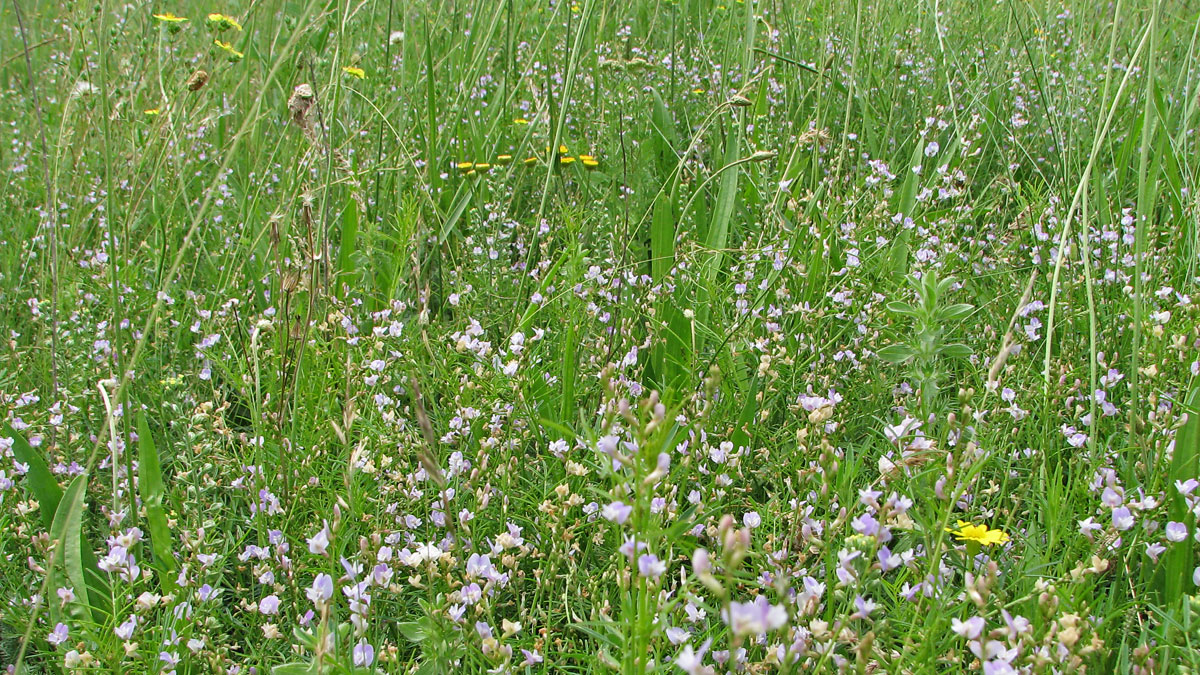 Изображение особи Astragalus austriacus.