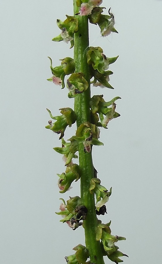 Image of Pterocarya fraxinifolia specimen.